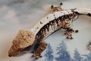 Lizards kaufen und verkaufen Photo: Crested geckos - new offer!