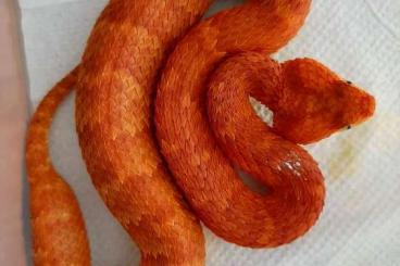 Venomous snakes kaufen und verkaufen Photo: Atheris squamigera.                          .