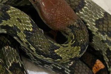 Venomous snakes kaufen und verkaufen Photo: A.squamigera,e.mandarina+moelendorfii                             .