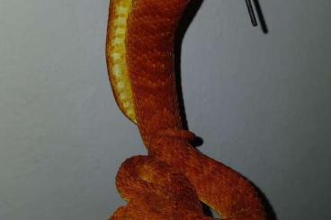 Schlangen kaufen und verkaufen Foto: A.squamigera                             .