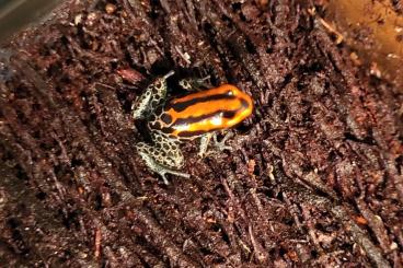 Poison dart frogs kaufen und verkaufen Photo: Ranitomeya reticulata to offer