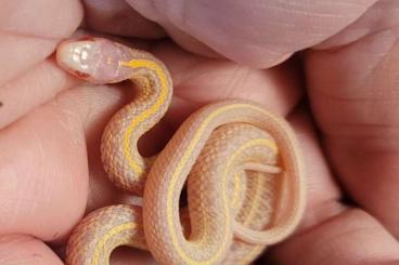 Colubrids kaufen und verkaufen Photo: Thamnophis radix, wild, Iowa und anerythristic 