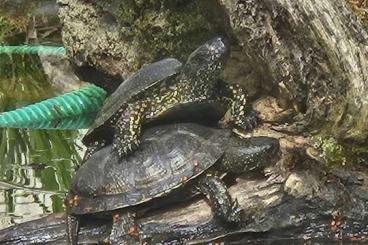 Schildkröten  kaufen und verkaufen Foto:  SUCHE Emys orbicularis o. 