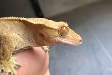 Geckos kaufen und verkaufen Foto: 0.1.1 Correlophus ciliatus F2 'Pine Island'