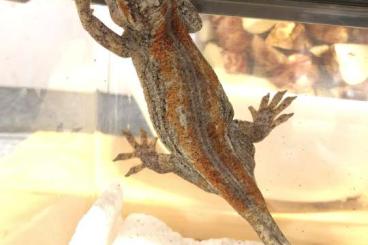 Geckos kaufen und verkaufen Photo: 0.1 Rhacodactylus auriculatus orange/red stripe