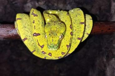 Pythons kaufen und verkaufen Photo: Morelia viridis Kofiau/Sorong x Kofiau/Sorong Pythons kaufen und verkaufen Photo: Morelia viridis Kofiau/Sorong x Kofiau/Sorong