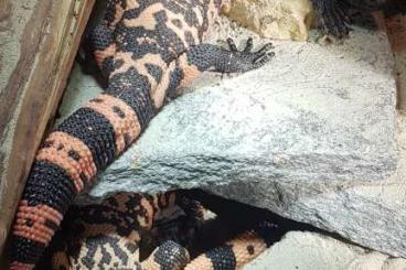 Echsen  kaufen und verkaufen Foto: Heloderma suspectum trade for Varanus