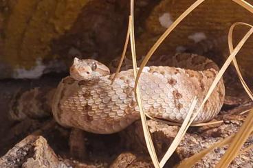 Venomous snakes kaufen und verkaufen Photo: Agkistrodon laticintus und Crotalus enyo enyo