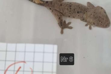 Geckos kaufen und verkaufen Foto: Correlophus ciliatus Hamm December 