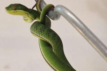 Venomous snakes kaufen und verkaufen Photo: Trimeresurus albolabris CB25 Venomous snakes kaufen und verkaufen Photo: Trimeresurus albolabris CB25