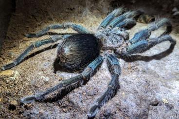 Spinnen und Skorpione kaufen und verkaufen Foto: 0.1 Pamphobeteus insignis Kolumbien adult