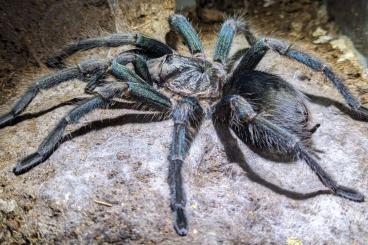 Spinnen und Skorpione kaufen und verkaufen Foto: 0.1 Chilobrachys spec blue 4cm KL