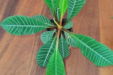 Other kaufen und verkaufen Photo: Euphorbia leuconeura/Madagascar Juwel 