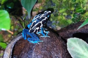 Frösche  kaufen und verkaufen Foto: Dendrobates tinctorius "Oyapock" 