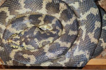 Pythons kaufen und verkaufen Foto: Morelia variegata (harrisoni)