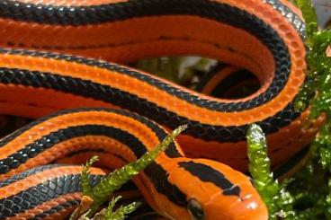 Snakes kaufen und verkaufen Photo: Bambusnatter oreocryptophis o.coxi NZ24