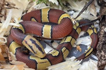 Schlangen kaufen und verkaufen Foto: Bambusnatter (Oreocryptophis o. laticinctus)