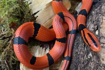 Snakes kaufen und verkaufen Photo: Oreocryptophis o.pulchra (Bambusnatter)