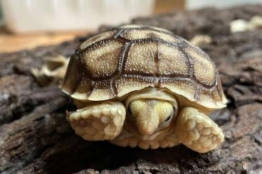 Schildkröten  kaufen und verkaufen Foto: Spornschildkröte sulcata NZ 02/2024 abzugeben 