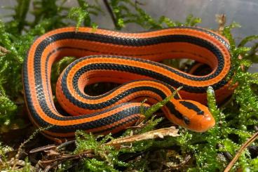 Snakes kaufen und verkaufen Photo: Oreocryptophis p.coxi Bambusnatter