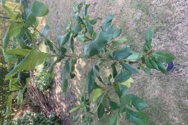 Sonstiges kaufen und verkaufen Foto: Seemandelbaum Terminalia catappa für Hamm