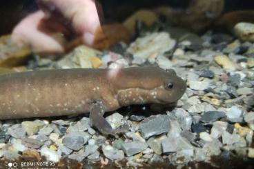 newts and salamanders kaufen und verkaufen Photo: Verkaufe Molche/Salamander