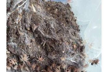 Spiders and Scorpions kaufen und verkaufen Photo: Grammostola porteri, pulchripes, B. boehmei