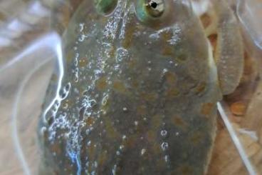 Frösche  kaufen und verkaufen Foto: Lepidobatrachus laevis (Budgetts frogs) CB 2024 Hamm 14.09