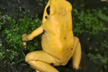 Frösche  kaufen und verkaufen Foto: Phyllobates terribilis yellow semiadult Hamm 14.12