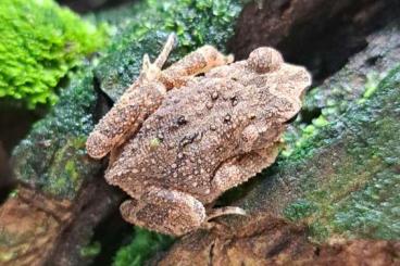 frogs kaufen und verkaufen Photo: Ingerophrynus parvus CB 2024 - Hamm 8.03.2025