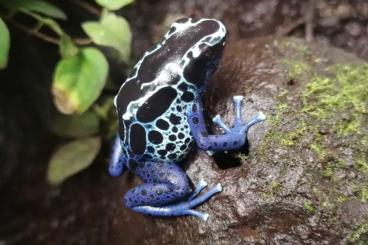 Frösche  kaufen und verkaufen Foto: Adult dart frogs Hamm 8.03