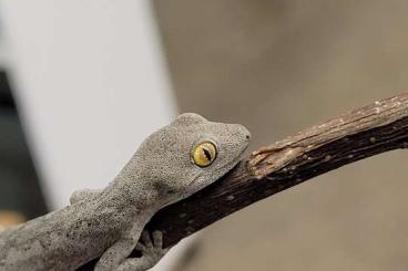 Geckos kaufen und verkaufen Foto: Hamm. Geckos. Strophurus.