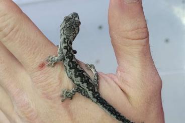 Geckos kaufen und verkaufen Photo: Hamm. Geckos. Strophurus.