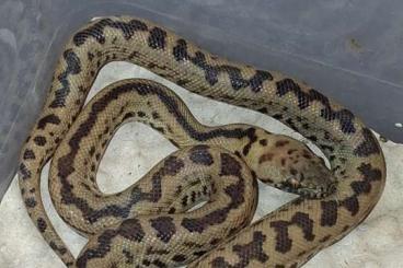 Pythons kaufen und verkaufen Foto: Antaresia maculosa peninsularis Pythons kaufen und verkaufen Foto: Antaresia maculosa peninsularis