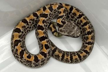 Giftschlangen kaufen und verkaufen Foto: Crotalus for Snakeday or Hamm