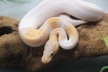 Schlangen kaufen und verkaufen Foto: Schöne Königspython Nachzuchten aus 2025 Schlangen kaufen und verkaufen Foto: Schöne Königspython Nachzuchten aus 2025