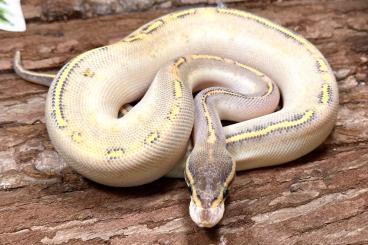 Ball Pythons kaufen und verkaufen Photo: für Hamm und Prag abzugeben