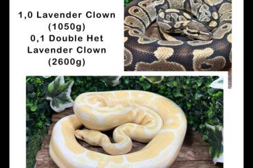 Königspythons kaufen und verkaufen Photo: Adultes Pärchen für Grail (Lavender Clown) Königspythons kaufen und verkaufen Photo: Adultes Pärchen für Grail (Lavender Clown)