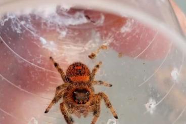 Spinnen und Skorpione kaufen und verkaufen Foto: Phidippus regius "Everglades"