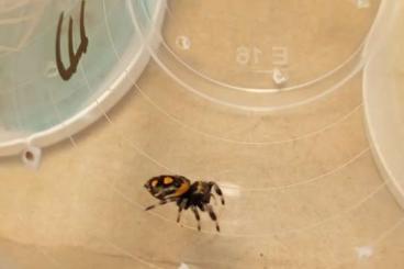 Spinnen und Skorpione kaufen und verkaufen Foto: Nachzuchten Phidippus regius Nord-Florida und Everglades Spinnen und Skorpione kaufen und verkaufen Foto: Nachzuchten Phidippus regius Nord-Florida und Everglades