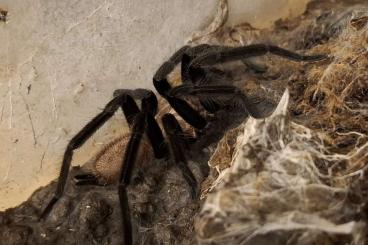 - bird spiders kaufen und verkaufen Photo: Briupes simoroxigorum für Weinstadt 