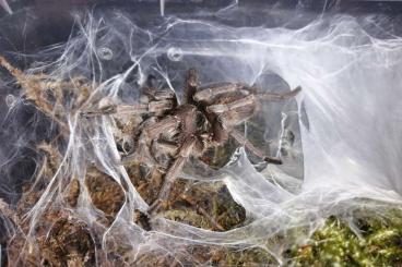 - bird spiders kaufen und verkaufen Photo: Adulte Kerle Harpactira curvipes 