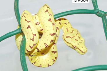 Snakes kaufen und verkaufen Photo: Morelia viridis CB 03/2022