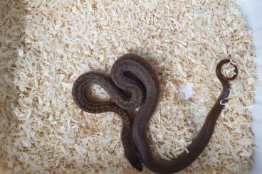Snakes kaufen und verkaufen Photo: Boaedon capensis Afrikanische Hausschlange. Wilde Farbe und Albino fre