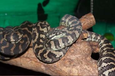 Snakes kaufen und verkaufen Photo:  Morelia spilota variegata (tapijtpython) 