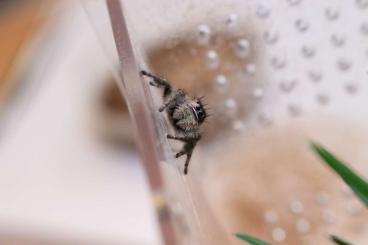 Spinnen und Skorpione kaufen und verkaufen Foto: Phidippus regius  Springspinnen