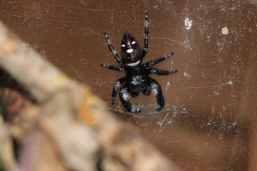 Spiders and Scorpions kaufen und verkaufen Photo: Phidippus regius Springspinnen Hamm