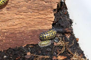 Crustraceae non aquatic kaufen und verkaufen Photo: Diverse Asseln/Isopods ENZ Hamm