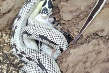 Colubrids kaufen und verkaufen Photo: Lampropeltis californiae High white