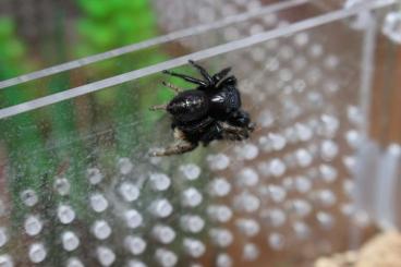 Spinnen und Skorpione kaufen und verkaufen Foto: Phidippus regius  Springspinnen